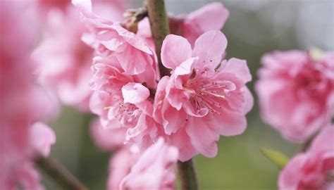 開桃花|桃花開花季節別錯過！花桃品種指南與栽種秘訣 